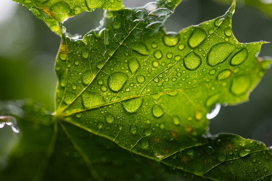 Copy space background image leaf foliage natural wet rain droplets close up macro backdrop, authentic bokeh image