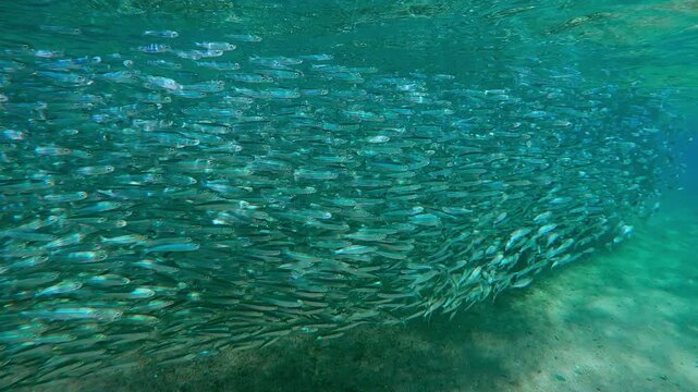 Massive bait ball hangs over sandy bottom at their spawning run. Atherina fish silvering in sunshine fill shallow water. Silversides during migration above sand seafloor shine in bright sunbeams