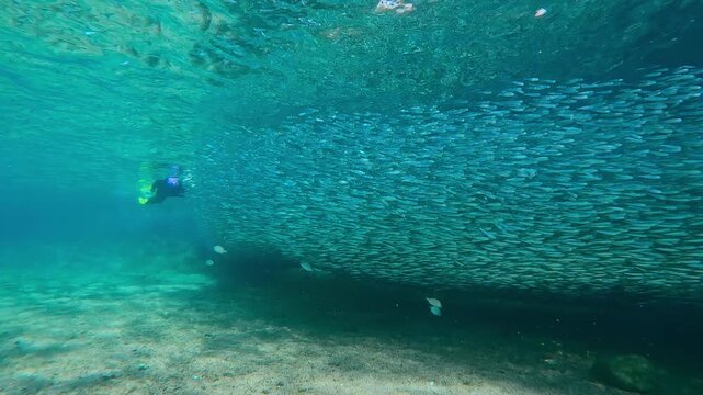 Woman in snorkeling gear swims alongside glittering chain of Silversides, with sun rays piercing water and illuminating dense silver swarm. Female in wetsuit swim parallel long, countless school fish