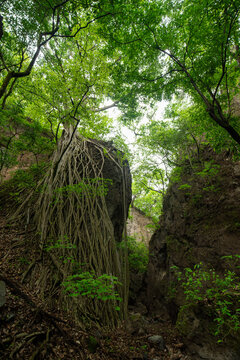 ca&ntilde;&oacute;n de zacualpan