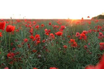 Obraz premium Beautiful red poppy flowers blooming in field at sunset