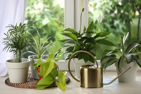 Potted houseplants on white wooden window sill indoors