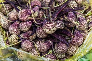 Fototapeta premium Vietnam, Aristolochia ringens blossom for sale in a market.