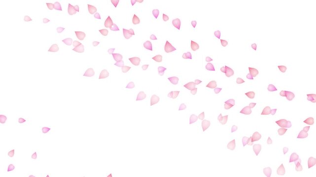Falling Cherry Blossom Petals on White Background.