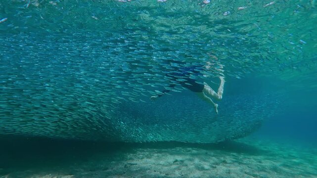 Dense chain of Silversides Atherina fish creates flickering, textured of silver cloud, through which sharp silhouette of female snorkeler is revealed as she swims inside this massive bait ball.