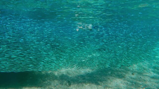 Female explorer engulfed by multi-millions Silversides school. Silver river of fish obscures horizon on shallows, while diver&rsquo;s silhouette creates focal point through dense, pulsating bait ball