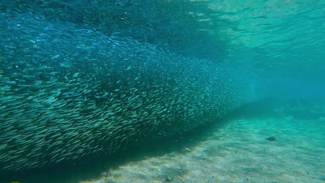 School of Atherina fish, as long as eye can see, stretched along coastal zone. Dense chain of millions of Silversides gathered over sandy shallows, heading to spawn.