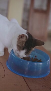 White kitten eating dry food from a blue bowl