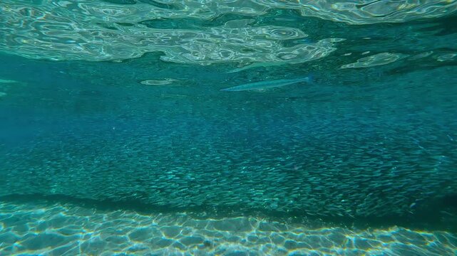 Needlefish swims alongside never-ending stream of synchronously swimming Atherina fish. Mass of Silversides, like single living organism, forms dense living wall along shore, Garfish is chasing them