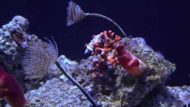 Marine ecosystem with red sea squirts and tubeworms (duster worms).