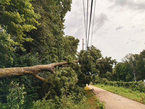 Large Tree Fallen on Power Lines After Storm. A massive tree blown over by a storm, resting heavily on top of utility wires connected to a wooden electricity pole next to a paved path.