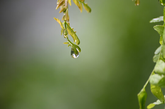 water droplet hanging off of a baby locust leaf