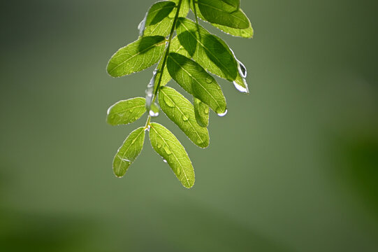 Locust tree leaves in springtime after rain detail