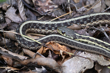 Obraz premium Long Garter Snake in backyard with eyes and yellow nad white stripes