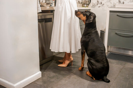 Elegant Woman in High Heels Preparing Food in Kitchen Near Large Dog