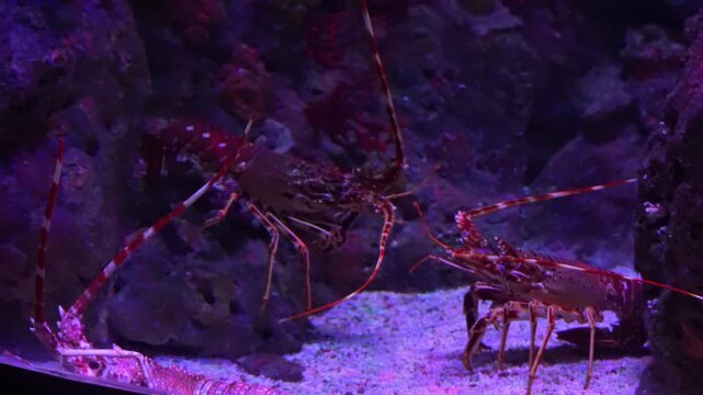 Spiny lobster in an aquarium