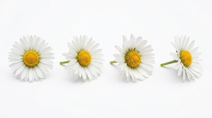 Obraz premium A collection of four delicate white daisy flowers with bright yellow centers, arranged in a row, isolated on white background