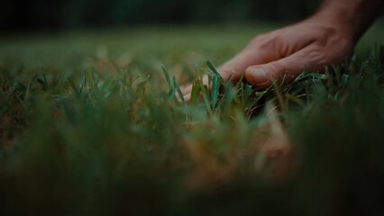 Fototapeta premium Human hand explores young grass blades