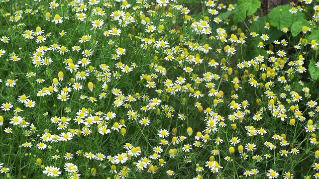 Wild German chamomile flowers blooming in a summer meadow, medicinal plant, Matricaria chamomilla