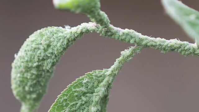Green aphids on a plum branch, insect pest on tree
