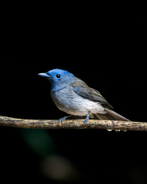 Black-naped Monarch (Female)