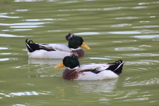 Pato Real