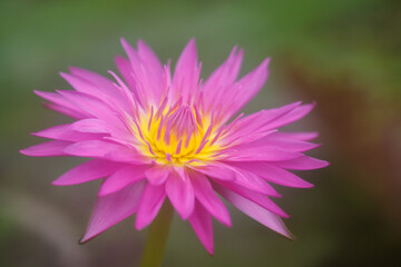Fototapeta premium Blooming pink and yellow tropical water lily flower