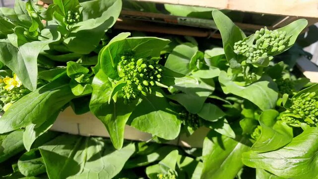 Bok Choy chinese mustard greens leaf vegetable flower buds, and green leaves isolated video footage. Choy sum green vegetable for Chinese cuisine. 