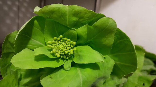 Bok choy chinese leaf vegetable flower buds raw food video footage. Pak choi chinese green mustard with flora buds healthy nutritional vegetable. 