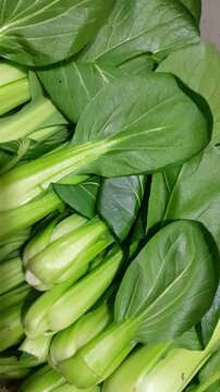 Bok choy chinese leaf vegetable raw food video footage. Pak choi chinese green mustard healthy nutritional vegetable. 