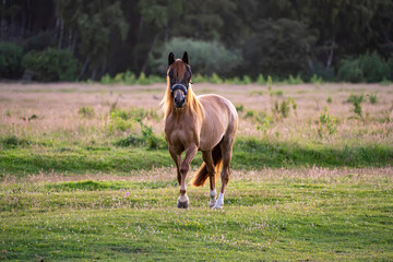 Bay horse walking toward camera through grassy pasture © Piotr