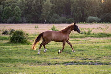 Bay horse trotting freely across open grass field © Piotr
