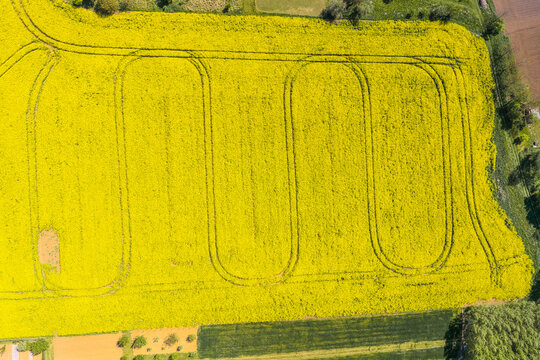 Aerial view of a vibrant yellow rapeseed field with distinct tractor tracks forming curved patterns in the countryside near Brno, South Moravian Region, Czechia.