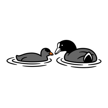 White-Faced Coot Hen and Chick
