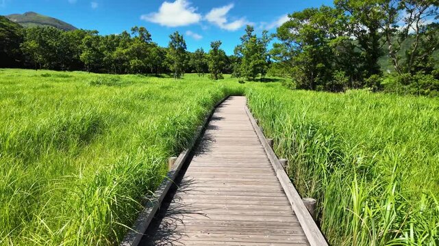 夏のタデ原湿原