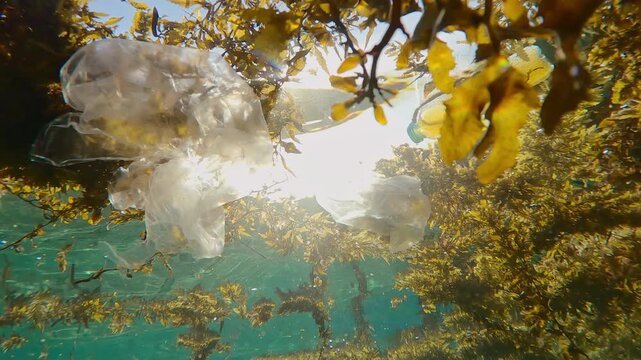 Close-up of storm-ripped of Sargassum brown seaweed move on water's surface and carrying plastic waste with them, on bright sunny day, backlit by sun, underwater footage, plastic pollution of Ocean