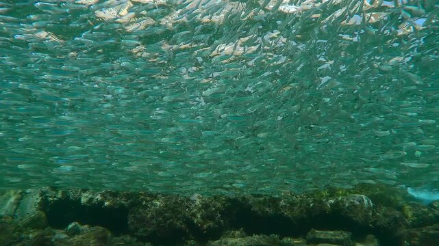 Large school of Silversides Atherina fish swims bobs on waves over rocky bottom below shoreline