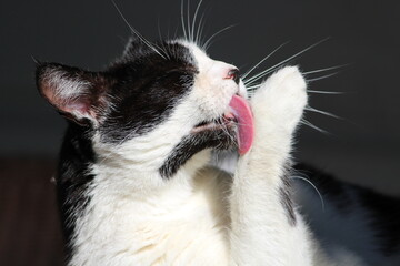 white and black cat © Alexandra