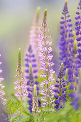 Obraz premium Lupines growing in a field, Prince Edward Island, Canada.