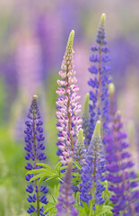 Obraz premium Lupines growing in a field, Prince Edward Island, Canada.
