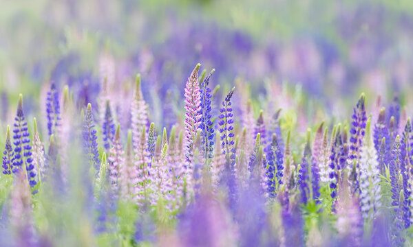 Lupines growing in a field, Prince Edward Island, Canada.