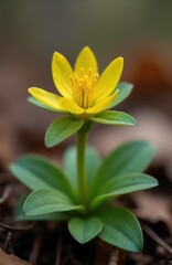 Obraz premium Yellow winter aconite flower blooms in forest floor. Early spring bloom emerges from soil with green leaves. Aconitum hyemale blossoms signal season change.