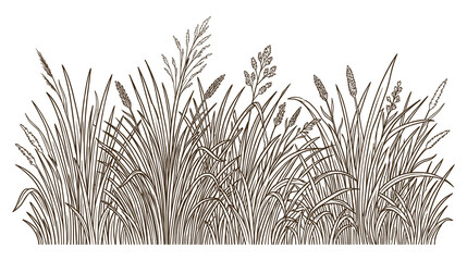 Obraz premium Detailed etching style drawing of wild meadow grass and wheat stalks for rustic backdrop.