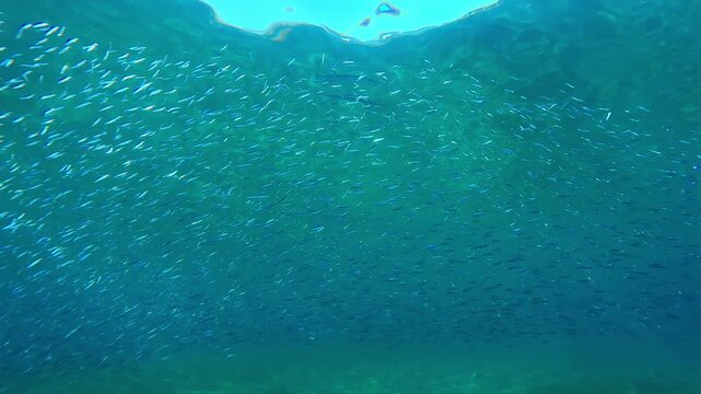 Shoal of Silversides Atherina swims beneath surface of blue water in shallows in sunlight, they are followed by Red Sea Houndfish (Tylosurus choram) Many little fish gleaming in sunshine
