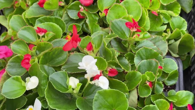 Potted begonia crates outdoors for sale, sunlit plastic crates filled with pink and red tuberous begonias in individual pots