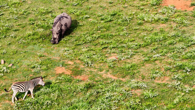 Aerial view of a rhinoceros and a zebra grazing in a grassy field in Saint Lucia, KwaZulu-Natal, South Africa.