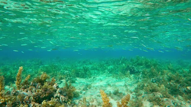 Shoal of Silversides Atherina swims in turquoise water on corals shallows covered with brown Sargassum seaweed. Atherina`s swimming under silvery water surface over plateau of coral reef with algae