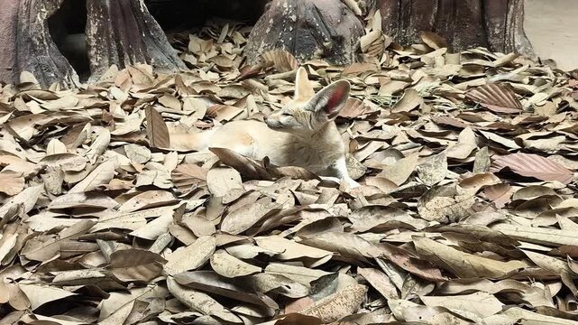  A Fennec fox is laying in cage, Chiangmai Thailand.
