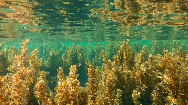 Camera moves forward in tall, dense thickets of brown Sargassum seaweed on shallows below top water, algae reflected in waving sea surface on sunny day, Silversides Atherina swims under surface