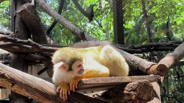 Closeup squirrel monkey in cage, Chiangmai Thailand.